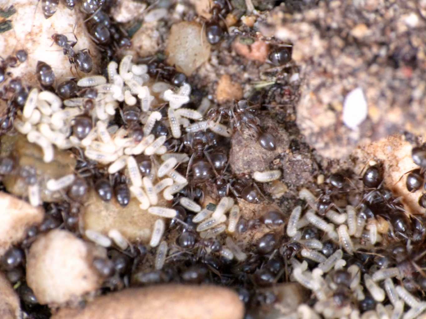 Bothriomyrmex? No. Lasius sp.